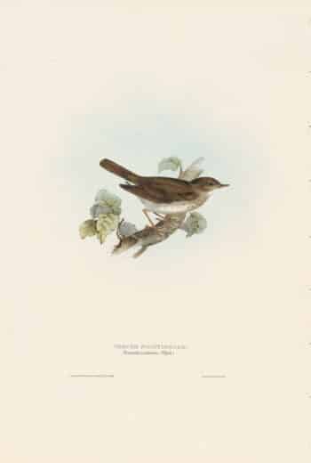 Gould Birds of Europe, Pl. 117 Thrush Nightingale