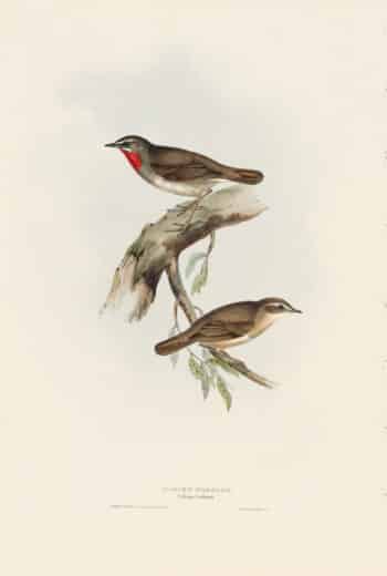 Gould Birds of Europe, Pl. 118 Gorget Warbler