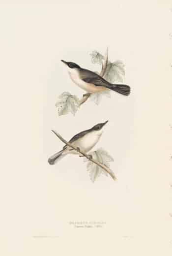 Gould Birds of Europe, Pl. 119 Orpheus Warbler