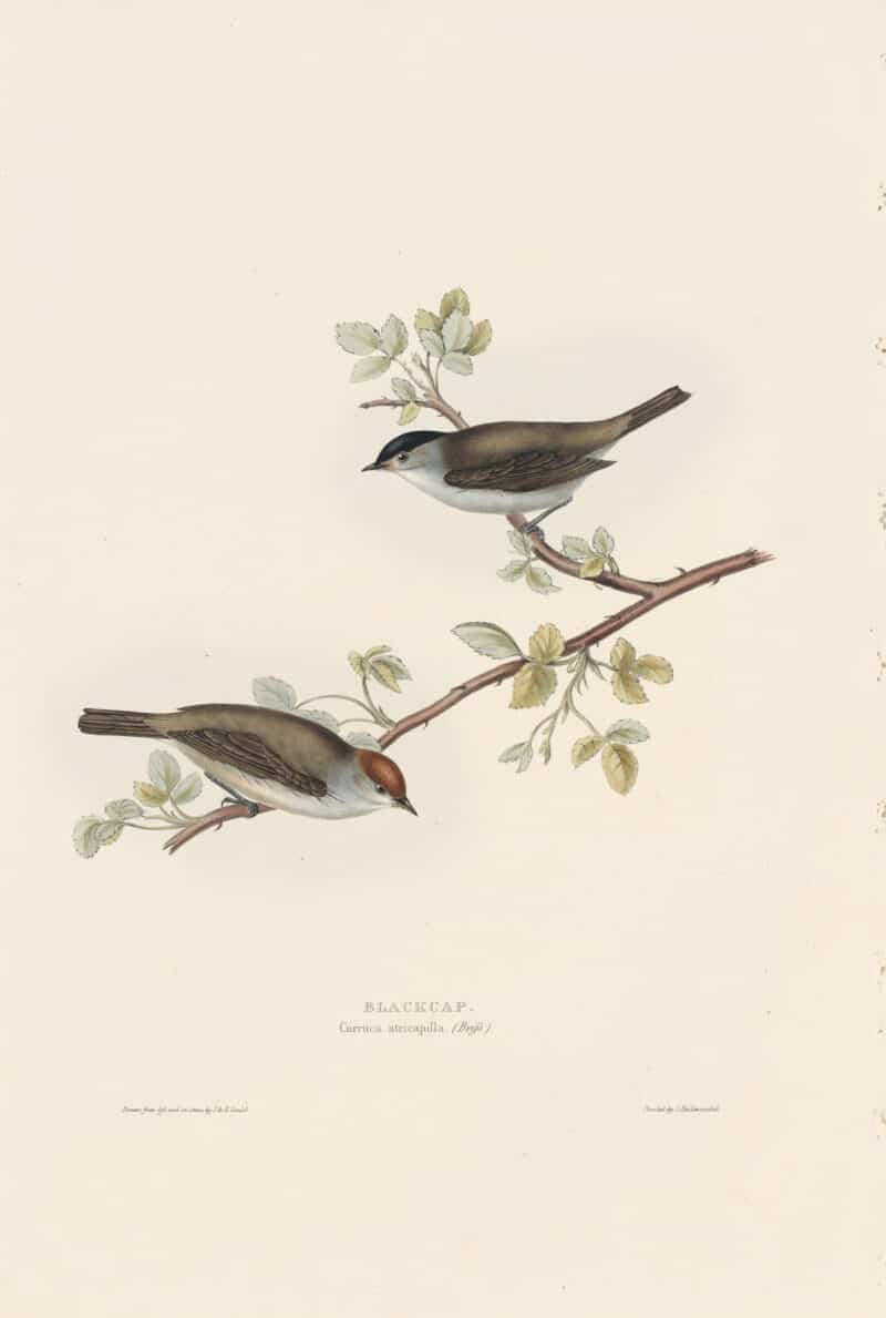 Gould Birds of Europe, Pl. 120 Black-cap