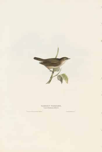 Gould Birds of Europe, Pl. 121 Garden Warbler