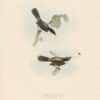 Gould Birds of Europe, Pl. 123 Sardinian Warbler