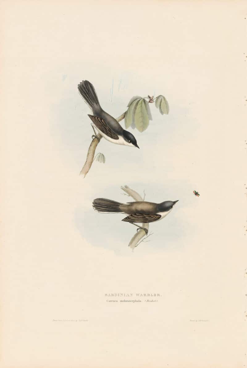 Gould Birds of Europe, Pl. 123 Sardinian Warbler