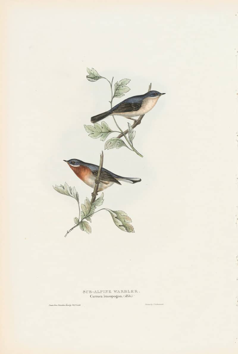 Gould Birds of Europe, Pl. 124 Sub-alpine Warbler