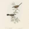Gould Birds of Europe, Pl. 125 Common White-throat, Lesser White-throat
