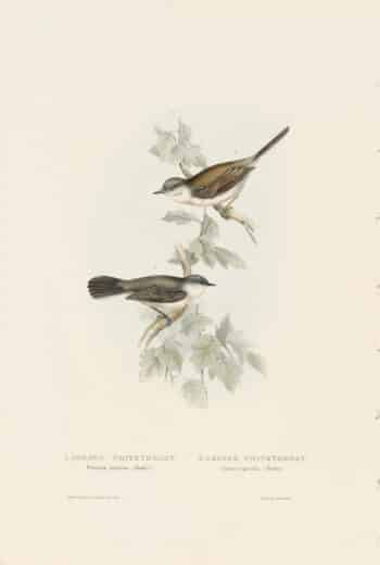 Gould Birds of Europe, Pl. 125 Common White-throat, Lesser White-throat