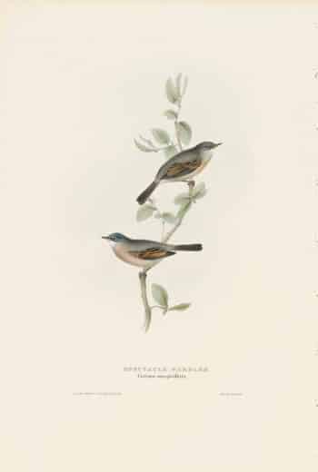 Gould Birds of Europe, Pl. 126 Spectacle Warbler