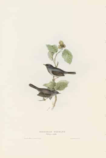 Gould Birds of Europe, Pl. 127 Marmora's Warbler