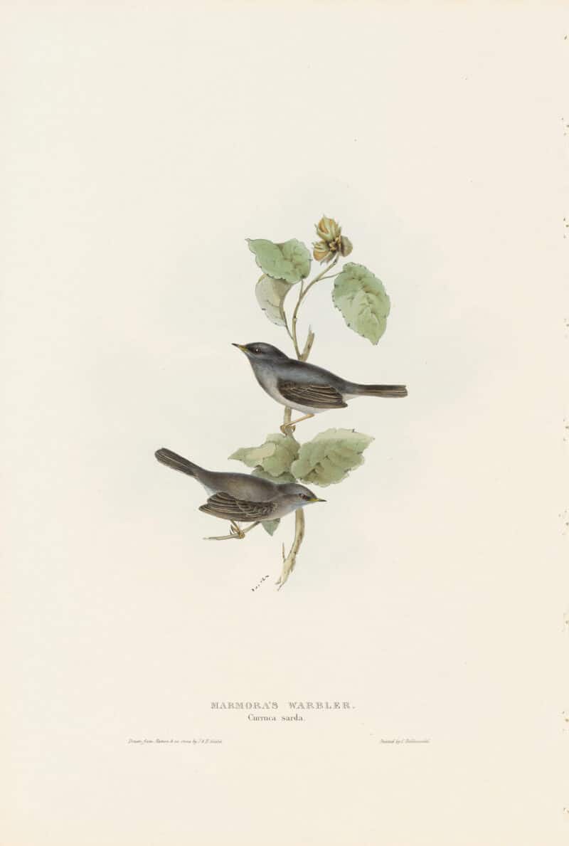 Gould Birds of Europe, Pl. 127 Marmora's Warbler