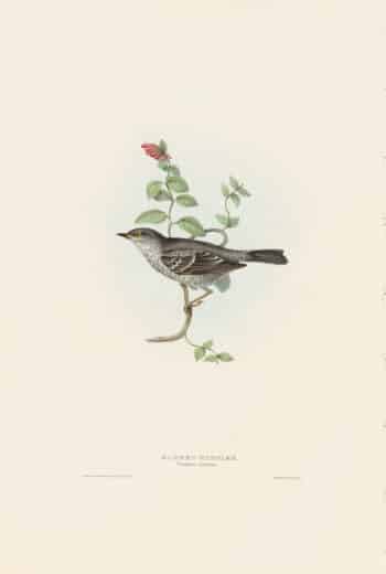 Gould Birds of Europe, Pl. 128 Barred warbler