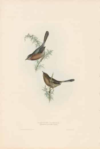 Gould Birds of Europe, Pl. 129 Dartford Warbler