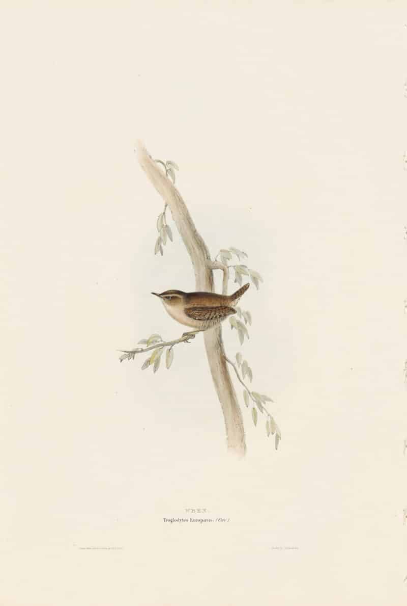 Gould Birds of Europe, Pl. 130 Wren