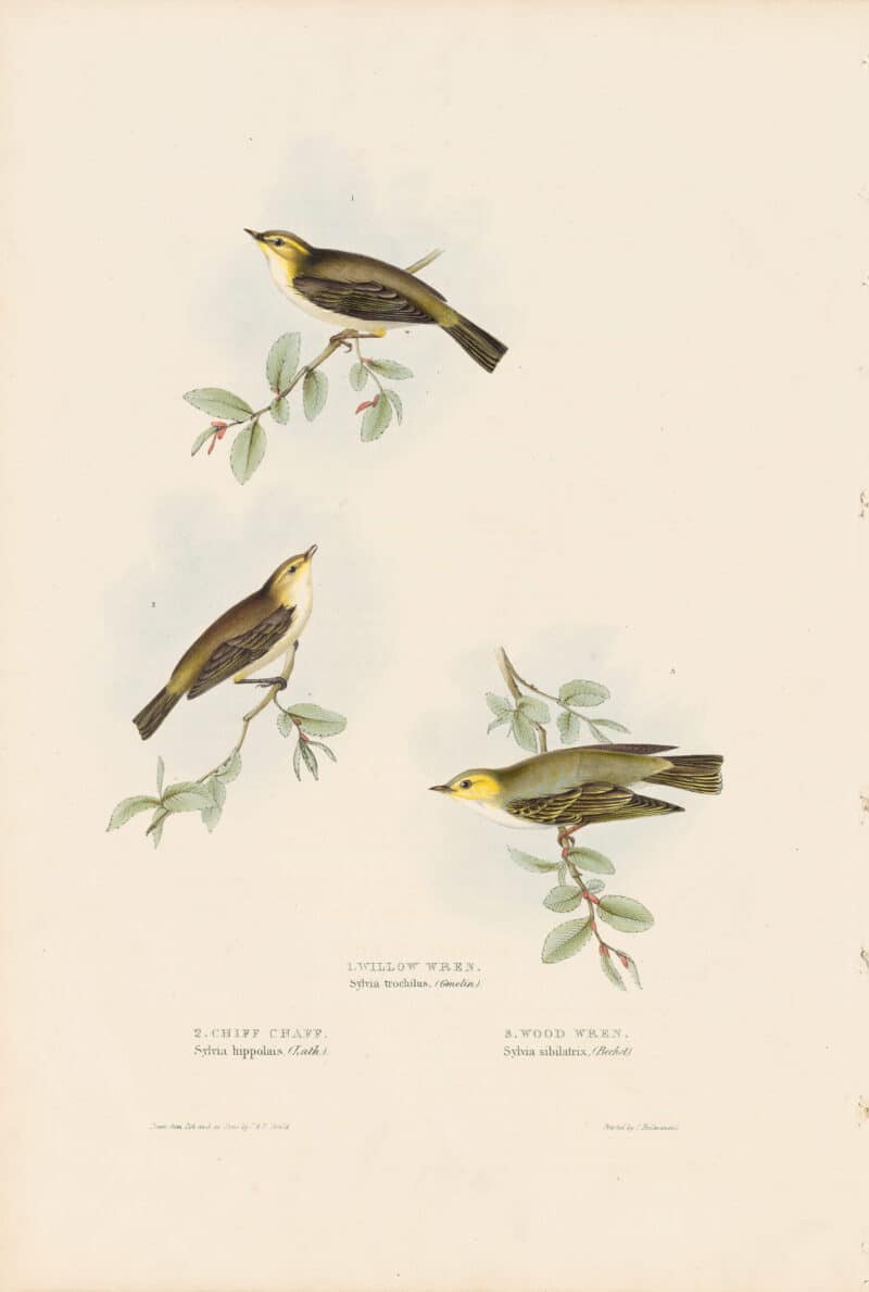 Gould Birds of Europe, Pl. 131 Willow Wren, Chiff-chaff, Wood Wren