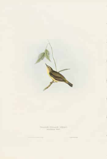 Gould Birds of Europe, Pl. 132 Yellow Willow Wren