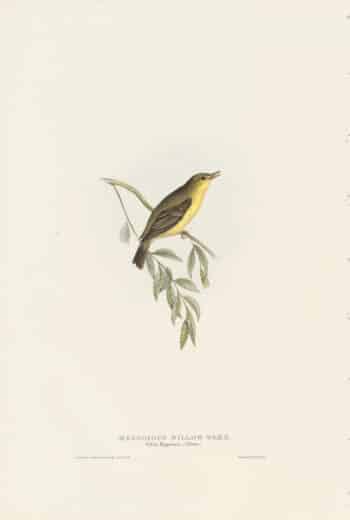 Gould Birds of Europe, Pl. 133 Melodious Willow Wren