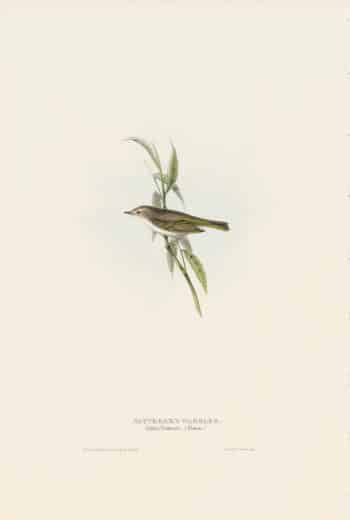 Gould Birds of Europe, Pl. 134 Natterer's Warbler