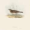Gould Birds of Europe, Pl. 135 Richard's Pipit