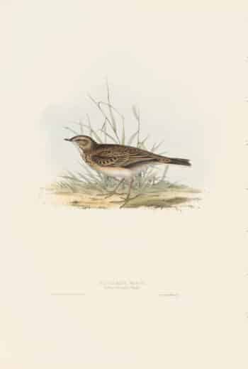 Gould Birds of Europe, Pl. 135 Richard's Pipit