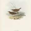 Gould Birds of Europe, Pl. 136 Meadow Pipit