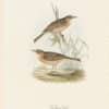 Gould Birds of Europe, Pl. 137 Tawny Pipit