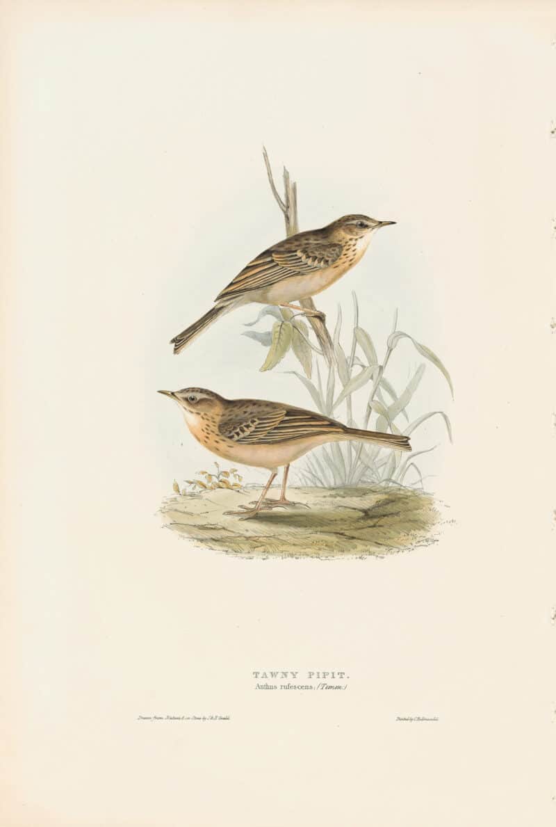 Gould Birds of Europe, Pl. 137 Tawny Pipit