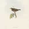 Gould Birds of Europe, Pl. 139 Tree Pipit