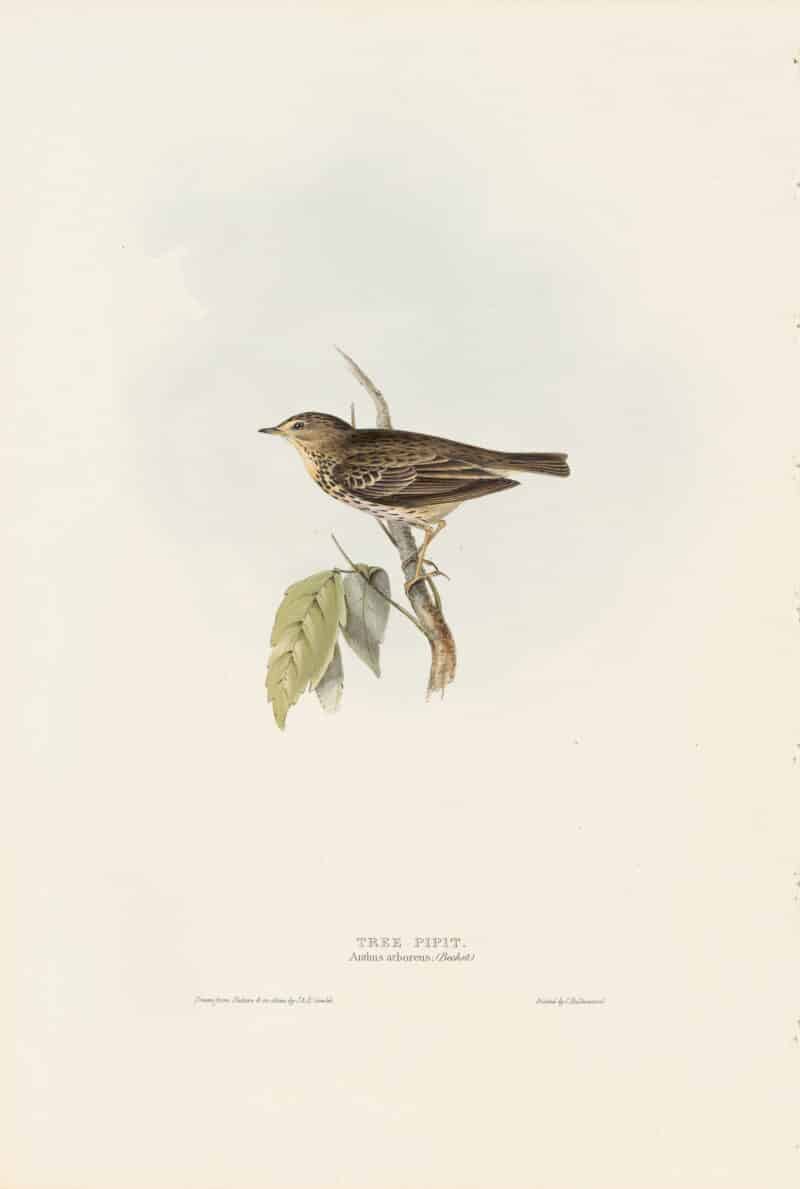 Gould Birds of Europe, Pl. 139 Tree Pipit