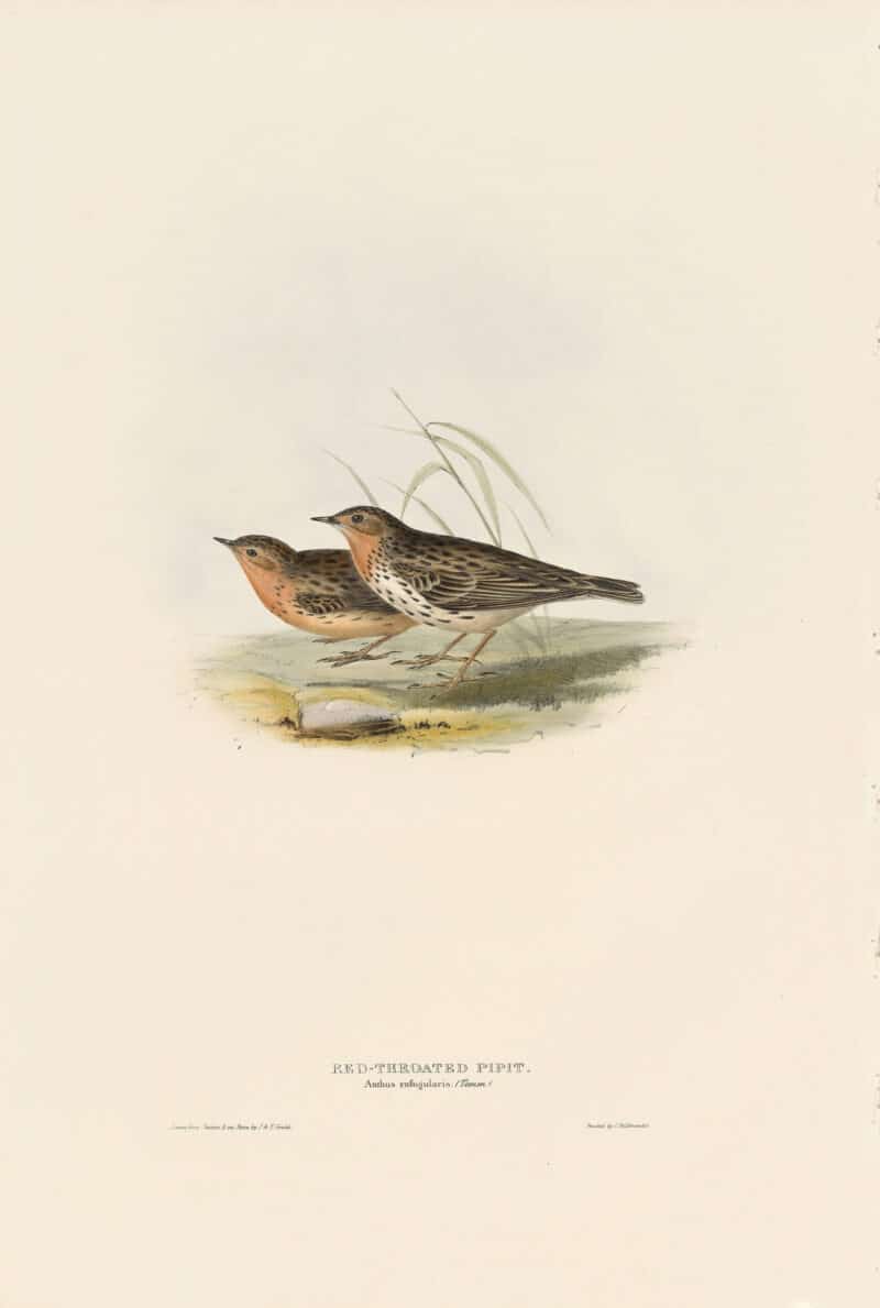 Gould Birds of Europe, Pl. 140 Red-throated Pipit