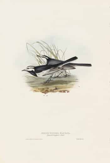 Gould Birds of Europe, Pl. 142 White-winged Wagtail