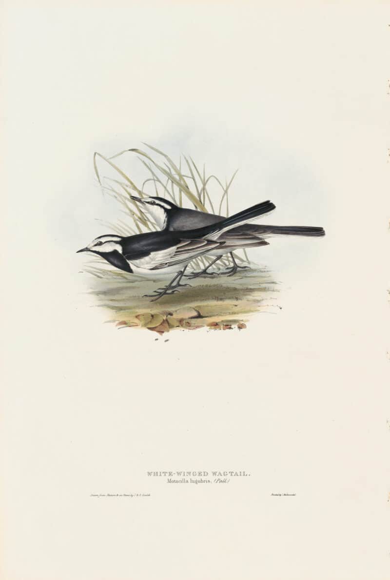 Gould Birds of Europe, Pl. 142 White-winged Wagtail