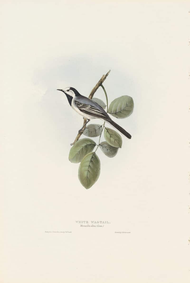 Gould Birds of Europe, Pl. 143 White Wagtail