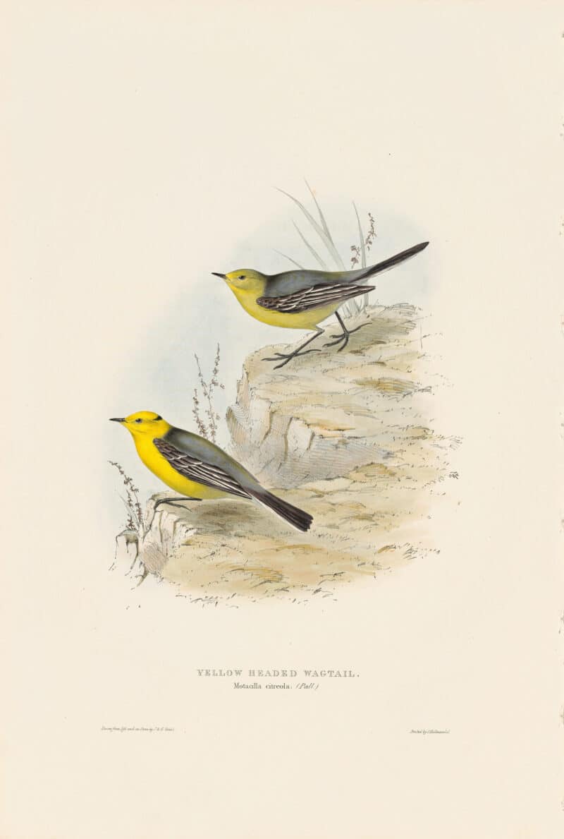Gould Birds of Europe, Pl. 144 Yellow-headed Wagtail