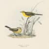 Gould Birds of Europe, Pl. 145 Yellow Wagtail