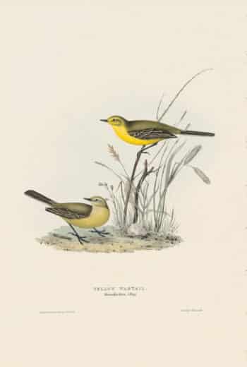 Gould Birds of Europe, Pl. 145 Yellow Wagtail