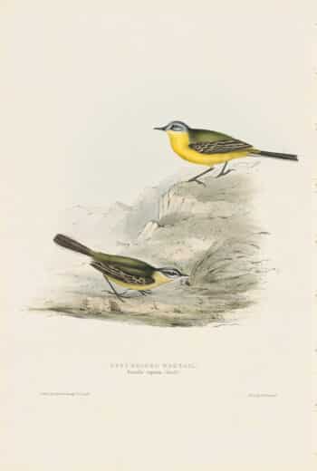 Gould Birds of Europe, Pl. 146 Grey-headed Wagtail