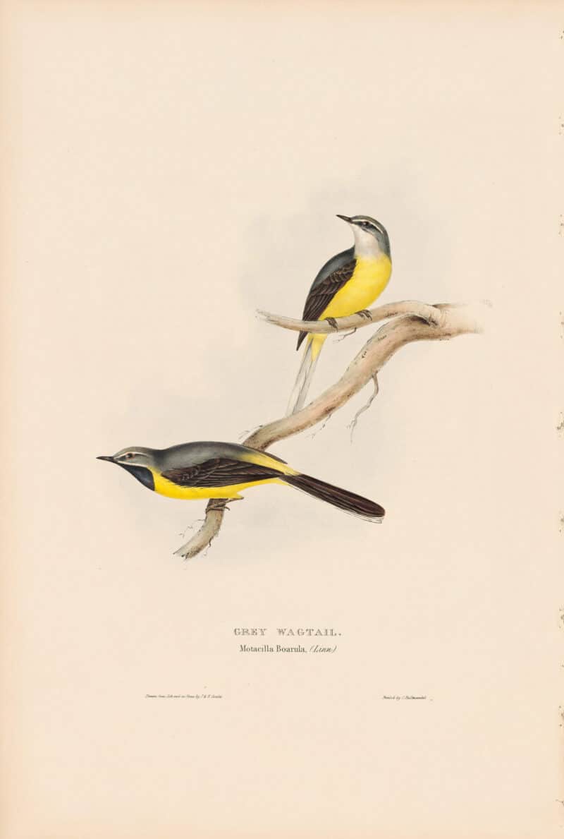 Gould Birds of Europe, Pl. 147 Grey Wagtail