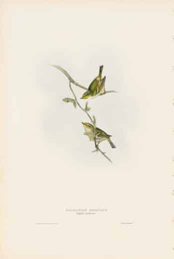 Gould Birds of Europe, Pl. 149 Dalmation Regulus