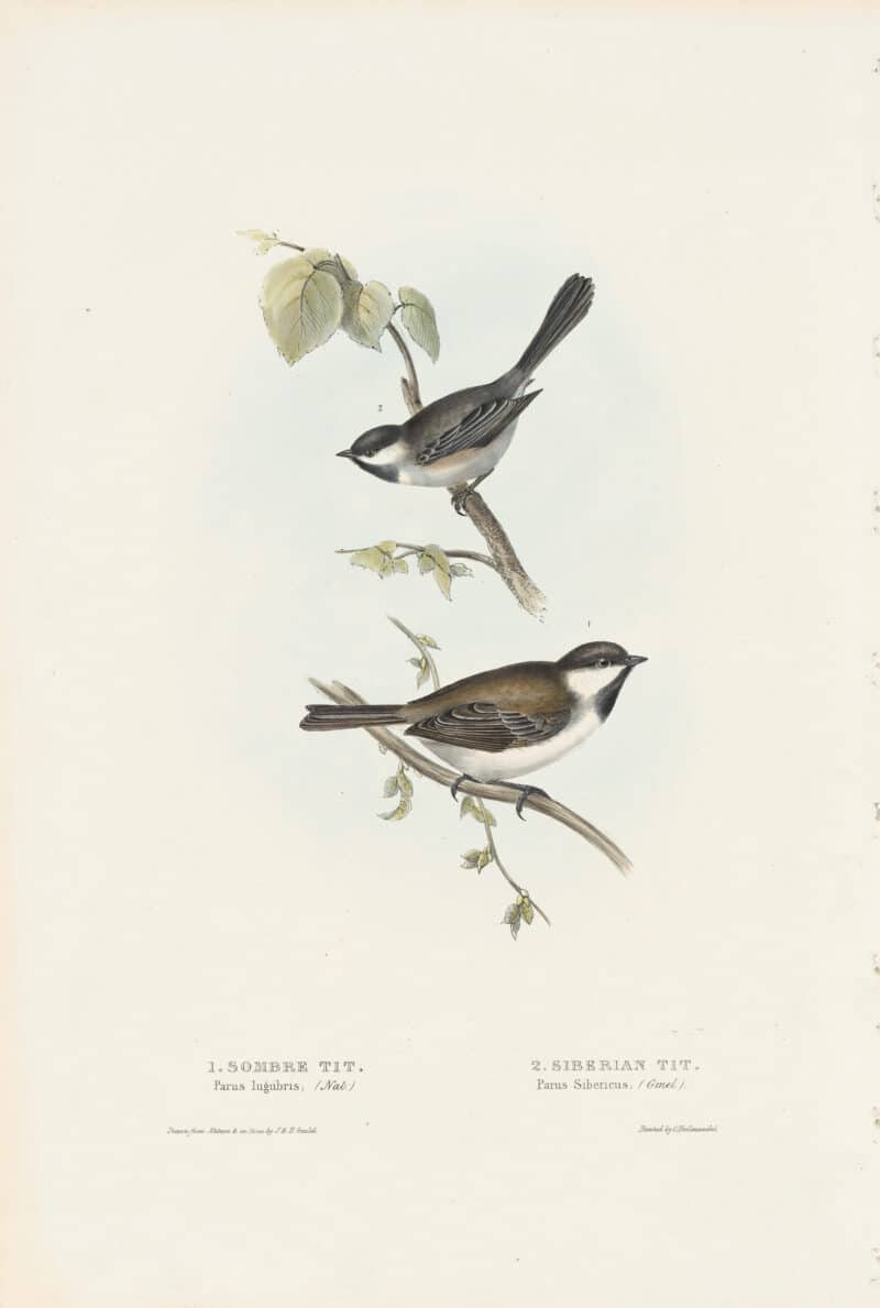 Gould Birds of Europe, Pl. 151 Sombre Tit, Siberian Tit
