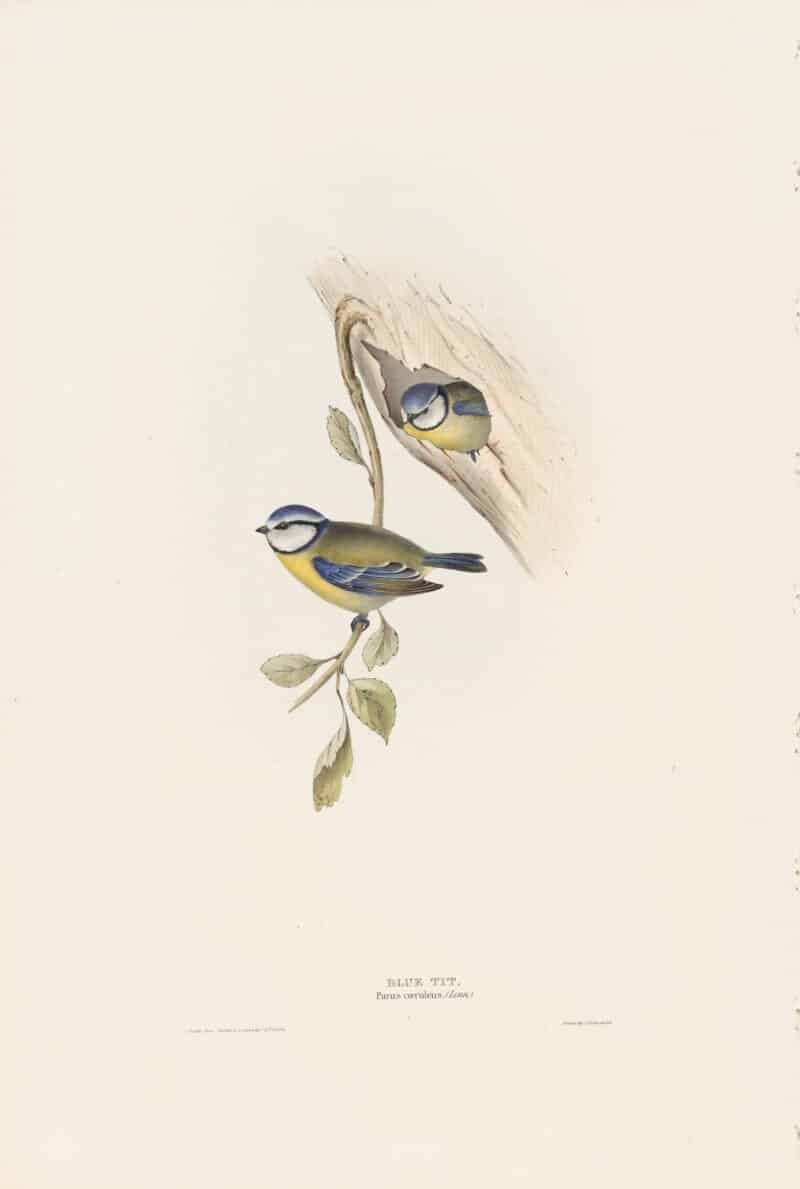 Gould Birds of Europe, Pl. 154 Blue Tit