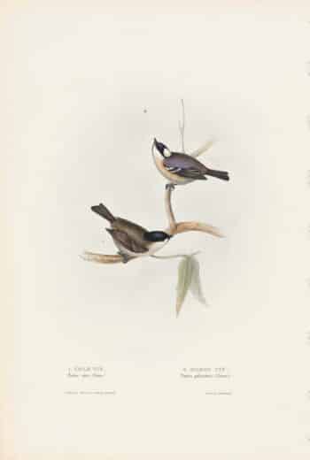 Gould Birds of Europe, Pl. 155 Cole Tit, Marsh Tit