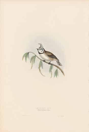 Gould Birds of Europe, Pl. 156 Crested Tit