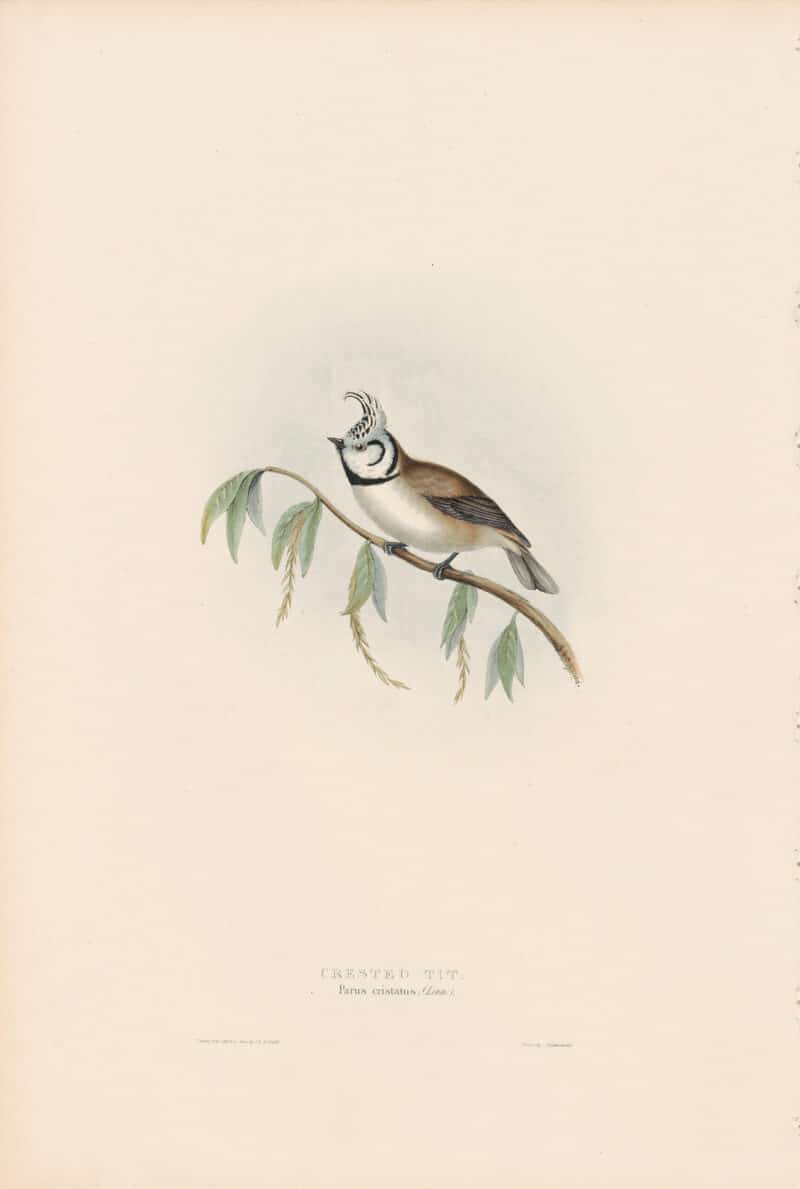 Gould Birds of Europe, Pl. 156 Crested Tit