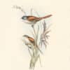 Gould Birds of Europe, Pl. 158 Bearded Tit, or Reed Bird