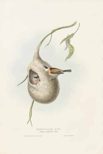 Gould Birds of Europe, Pl. 159 Penduline Tit