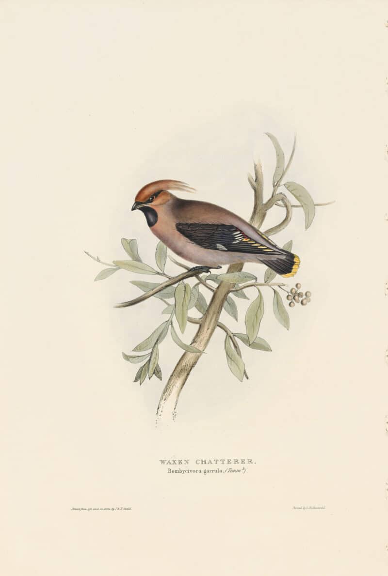 Gould Birds of Europe, Pl. 160 Waxen Chatterer