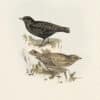 Gould Birds of Europe, Pl. 161 Black Lark
