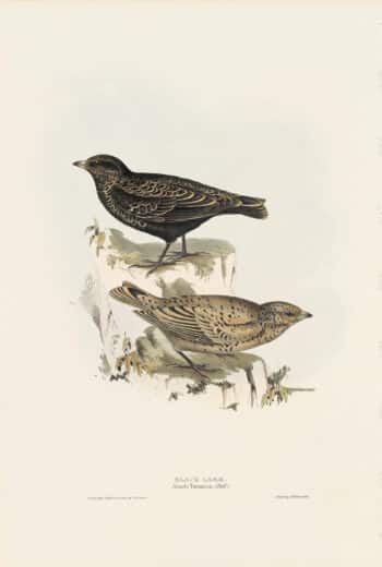 Gould Birds of Europe, Pl. 161 Black Lark