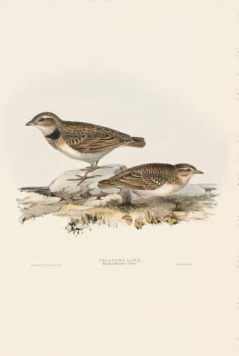Gould Birds of Europe, Pl. 162 Calandra Lark