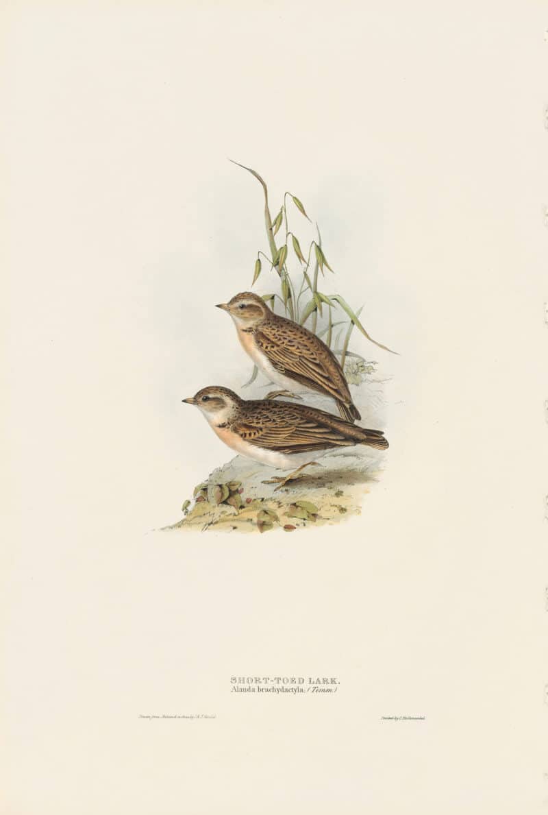 Gould Birds of Europe, Pl. 163 Short-toed Lark