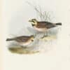 Gould Birds of Europe, Pl. 164 Shore Lark